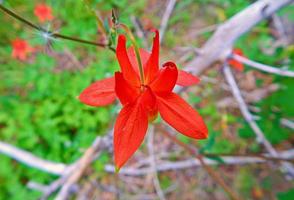 Primo piano di aquilegia - scena di fiori selvatici all'inizio del sentiero sud della riserva di Metolius - vicino a Camp Sherman, o foto