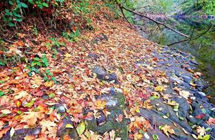 alsea autunno al campeggio blackberry sul fiume alsea vicino a tidewater, o foto