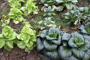 un po 'di vegetazione verde foto