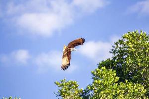 falco rosso mentre vola nel cielo. foto