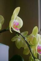 bellissimi fiori di orchidea in giallo e leggermente viola nella luce davanti alla finestra di casa foto