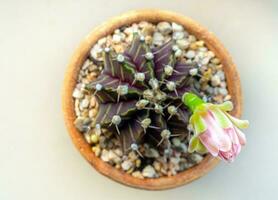 germoglio di Gymnocalycium cactus fiore foto