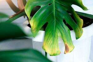 vicino su di Monstera con nero e giallo individuare dovuto per al di sopra di irrigazione il pianta. pianta patologia. foto