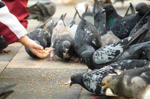 bambini che alimentano i piccioni foto