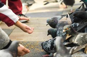 bambini che alimentano i piccioni foto