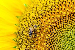 girasole giallo brillante con un'ape che raccoglie polline foto