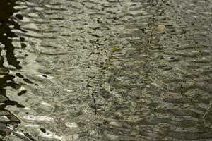 acqua nel primavera. onde su superficie. primavera pozzanghera. dettagli di natura. foto