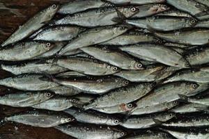 mucchio di piccoli pesci d'argento vendace al mercato del pesce foto