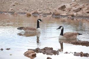 una coppia di oche canadesi foto