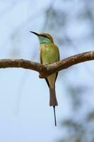 gruccione, meropidae uccello in piedi a albero ramo foto