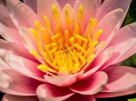 fiore di loto in natura foto