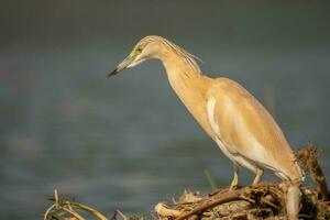 grigio airone nel pantano. uccello comportamento nel naturale habitat. foto