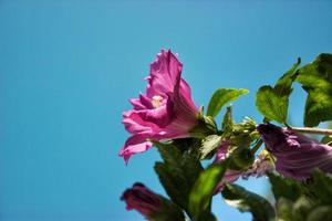 rosa in fiore di sharon foto