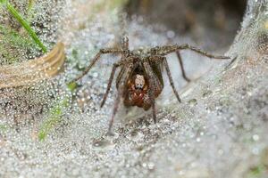 avvicinamento di un' ragno foto