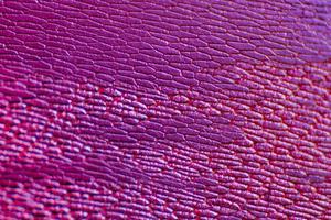 epidermide di cipolla con grandi cellule pigmentate adatto come sfondo astratto foto