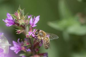il miele delle api su un fiore viola foto