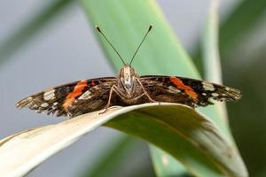 vista frontale di una farfalla su una foglia di canna