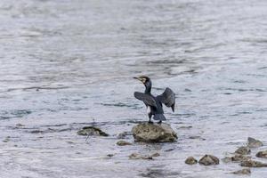 cormorano su una roccia foto