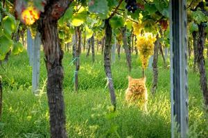 gatto arancione si siede tra l'uva in un vigneto foto