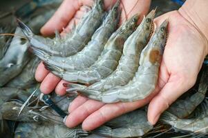 fresco gamberetto gamberi per cucinando frutti di mare cibo nel il cucina o acquistare gamberetti su negozio a il frutti di mare mercato, bianca gamberetto crudo gamberetti su mano lavaggio gamberetto su ciotola foto