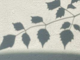 ombra le foglie su vecchio parete sfondo foto