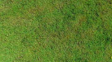 sopra Visualizza di verde erba. torba terra con diverso tipi di erba combinato. per sfondo e strutturato. foto