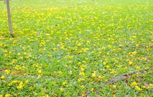 caduta fiori su il verde erba nel il parco, bangkok, Tailandia foto