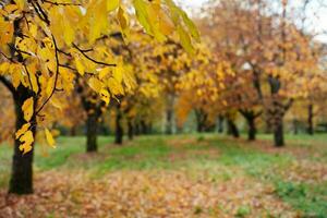 Mela frutteto nel autunno foto