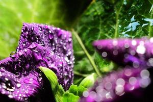 vista ravvicinata di un bel fiore viola bagnato foto