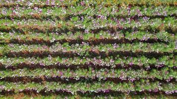 sfondo giardino fiorito con bellissimo fiore colorato in Thailandia foto