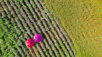 sfondo giardino fiorito con bellissimi ombrelloni colorati foto