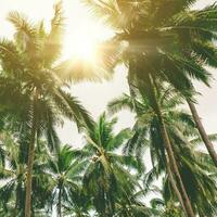 molti Noce di cocco palma alberi su blu cielo con luce del sole nel estate stagione. foto