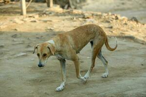 pakistano strada cane strada cane cane amante cane amore Marrone cani foto