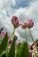 un' tulipano con Visualizza a partire dal sotto in il blu cielo foto
