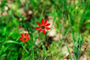 Due rosso fiori con il parola selvaggio su il parte inferiore foto