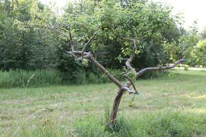 potatura un Mela albero nel un' città giardino foto