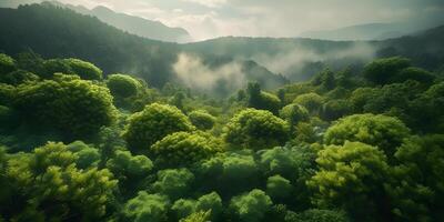 foresta Visualizza a partire dal sopra, superiore Visualizza foresta come il polmoni di il mondo. sfondi. ai generato foto