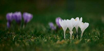 fioritura bianca crochi con verde le foglie nel il giardino, primavera fiori foto