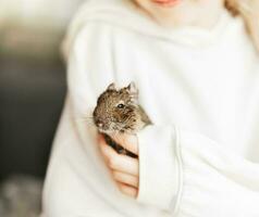 giovane ragazza giocando con piccolo animale degu scoiattolo. foto