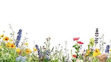 ai generativo. confine di prato fiori selvatici su bianca foto