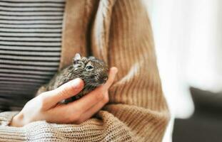 giovane ragazza giocando con piccolo animale degu scoiattolo. foto