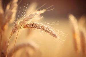 orecchie di Grano. generativo ai foto