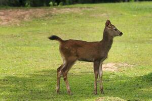 bambino di sambar cervo su verde campo a khaoyai nazionale parco Tailandia foto