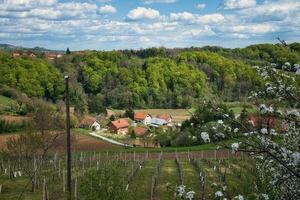 bellissimo rurale paesaggio scenario con vigneti e foresta su verde colline a clenice, Croazia, contea hrvatsko zagorje foto