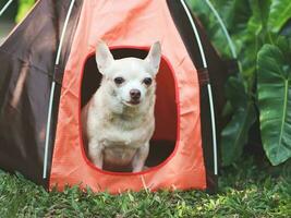 Marrone corto capelli chihuahua cane seduta nel il arancia campeggio tenda su verde erba, all'aperto, guardare a telecamera. animale domestico viaggio concetto. foto