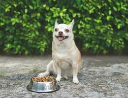 Marrone corto capelli chihuahua cane seduta su cemento pavimento nel il giardino accanto cane cibo ciotola sorridente e guardare a telecamera. di animali domestici Salute o comportamento concetto. foto