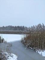 lago coperto di neve con canne. foto