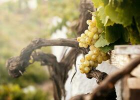 mazzo di bianca uva nel il vigneto foto