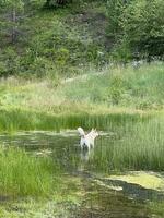 senza casa cane sta nel un' lago nel il foresta foto