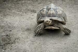 gigante aldabra tartaruga. aldabrachelys gigantea foto